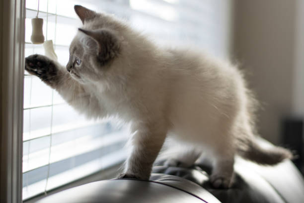istock Freddy the cat enjoying his new home during holidays 1293928475