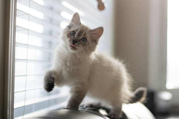 istock Freddy the cat enjoying his new home during holidays 1293928531