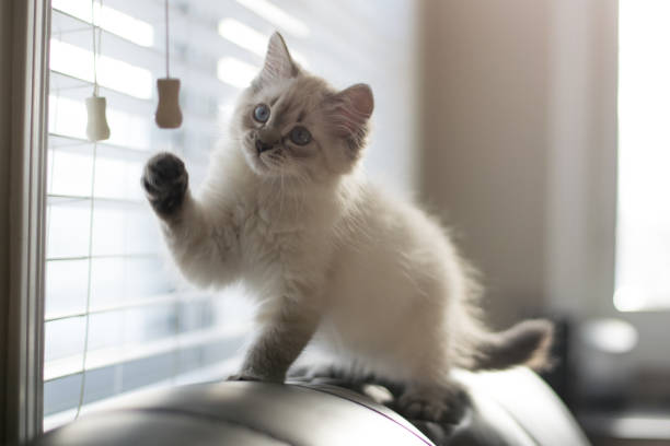 istock Freddy the cat enjoying his new home during holidays 1293928551