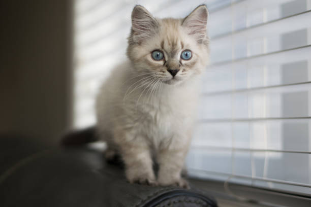 istock Freddy the cat enjoying his new home during holidays 1293928594