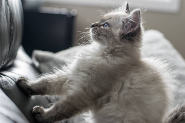 istock Freddy the cat enjoying his new home during holidays 1293928595