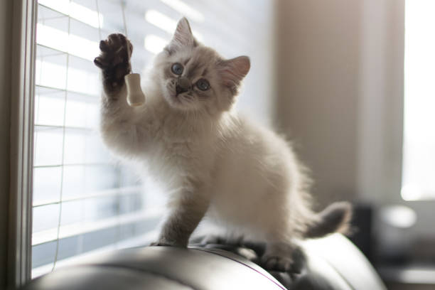 istock Freddy the cat enjoying his new home during holidays 1293928619
