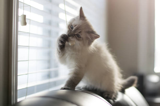 istock Freddy the cat enjoying his new home during holidays 1293928629