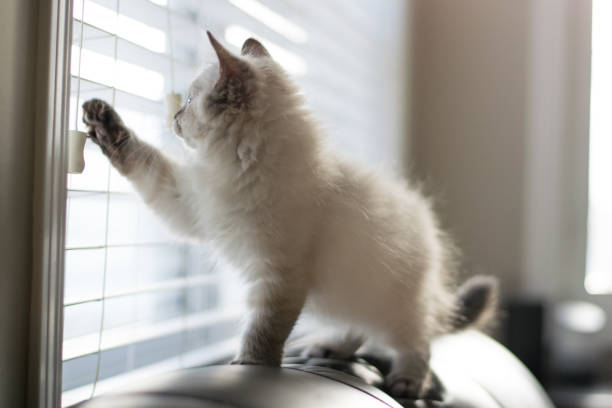 istock Freddy the cat enjoying his new home during holidays 1293928632