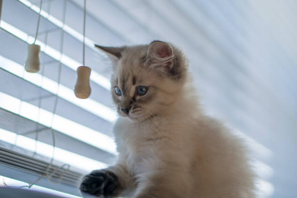 istock Freddy the cat enjoying his new home during holidays 1293928657