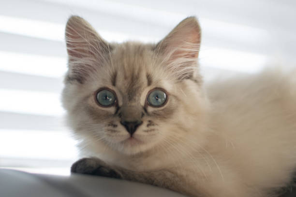 istock Freddy the cat enjoying his new home during holidays 1293929253