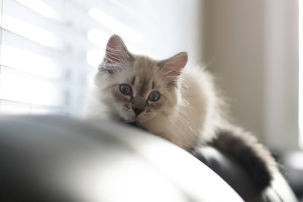 istock Freddy the cat enjoying his new home during holidays 1293929259