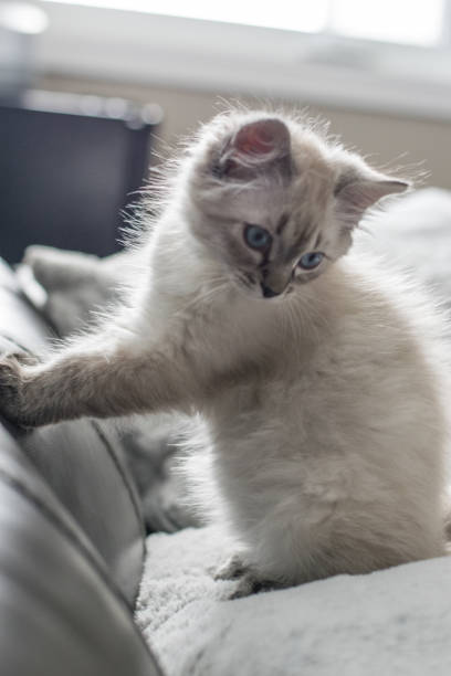 istock Freddy the cat enjoying his new home during holidays 1293929302