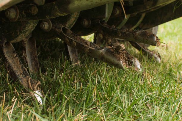 core aeration of a tall fescue lawn - aeration imagens e fotografias de stock