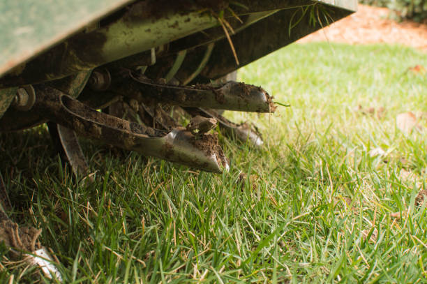 core aeration of a tall fescue lawn - aeration imagens e fotografias de stock