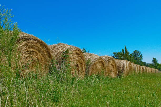 Line of Hay Bales stock photo