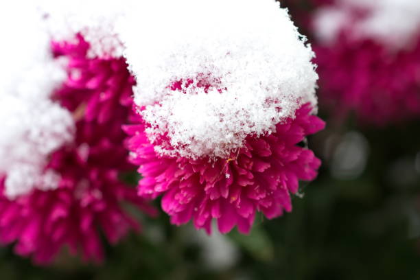 snow flower pink stock photo