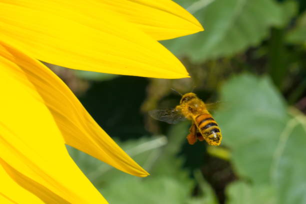 flying bee stock photo