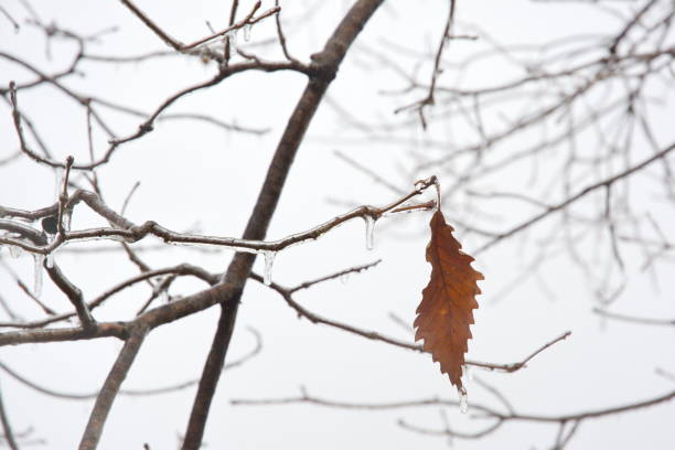 lone leaf icy stock photo