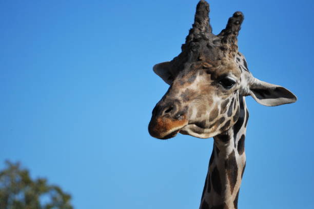 Giraffe Head stock photo