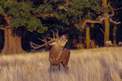 A male red deer is roaring during rut season.