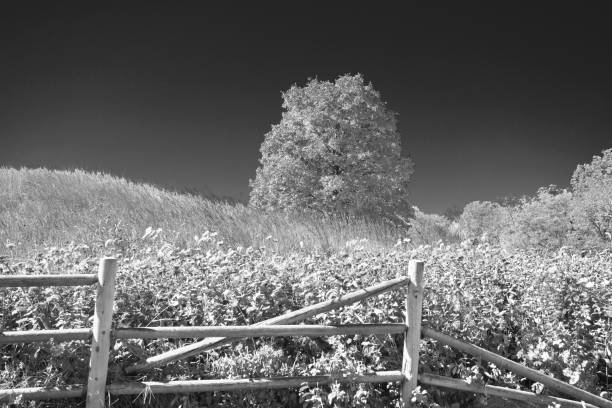 Black and White Autumn Tree stock photo