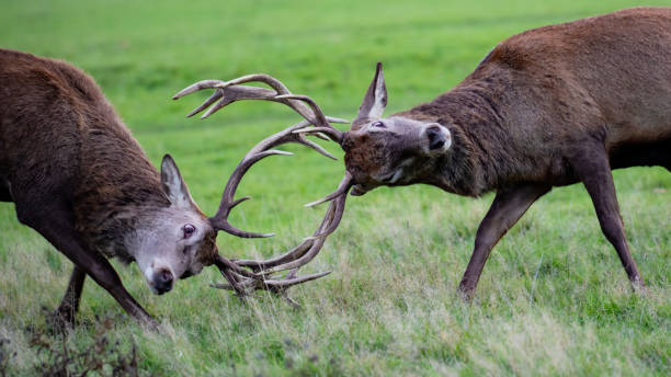 istock The art of stag fight 1293931123