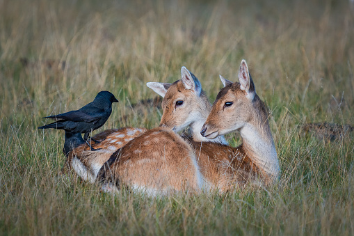 Two young fallow deers friendly eye touching black birds who helps picking up the insects on their back
