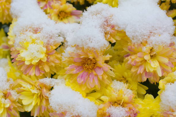 yellow and pink snow flowers stock photo