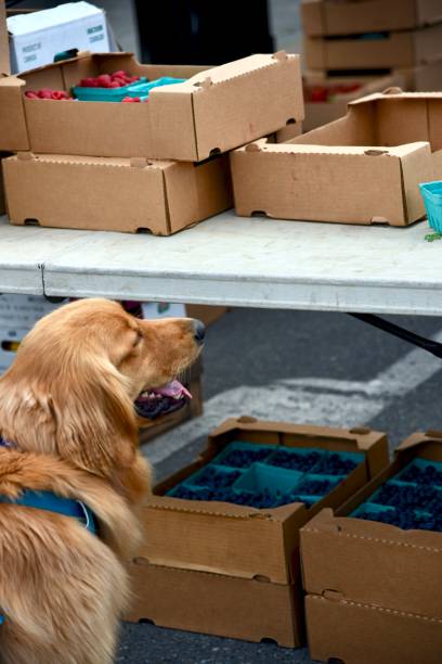 istock LONE DOG LOOKING FOR FRUIT 1293932327
