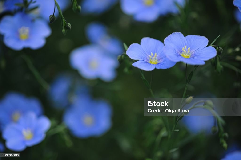 forget me not flowers Field of purple forget me not flowers Forget-Me-Not Stock Photo