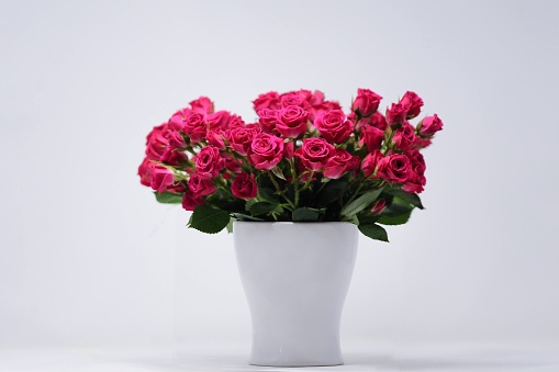 Pink roses in white vase