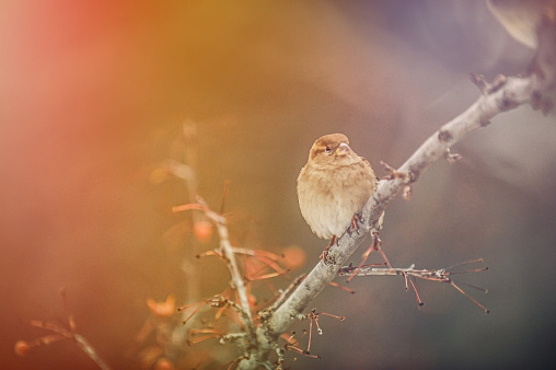 Sparrow on the tree