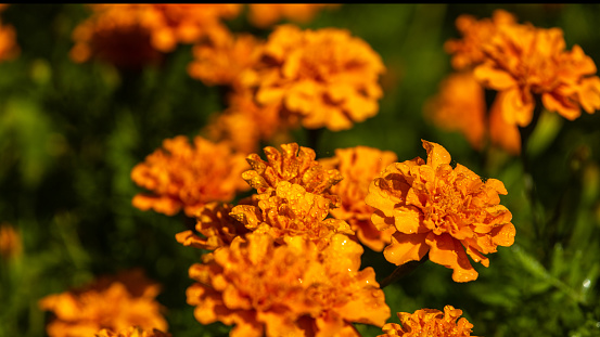 Fresh Mexican Marigold flowers with dark green background