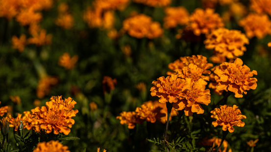 Fresh Mexican Marigold flowers with dark green background