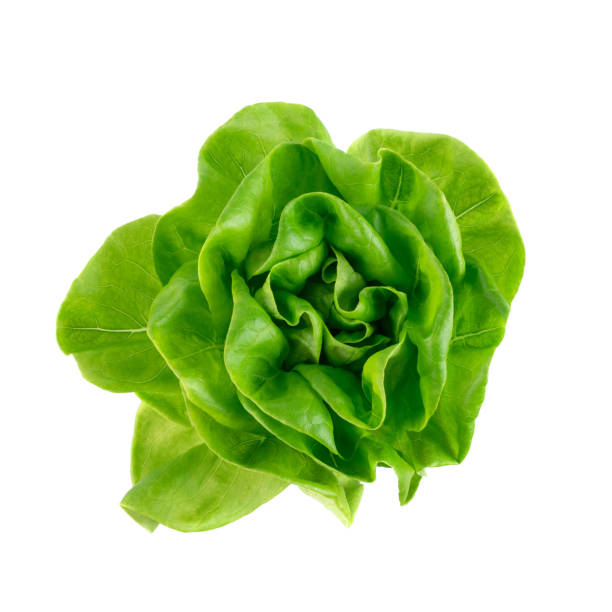 istock Raw fresh boston lettuce salad or butterhead isolated on white 1293937274