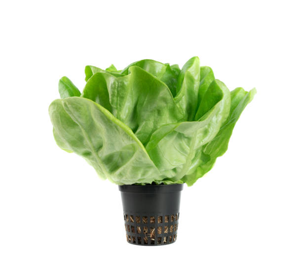 istock Raw fresh boston lettuce salad or butterhead isolated on white 1293937277