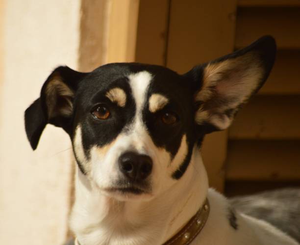 istock black and white mixed dog face portrait 1293937321