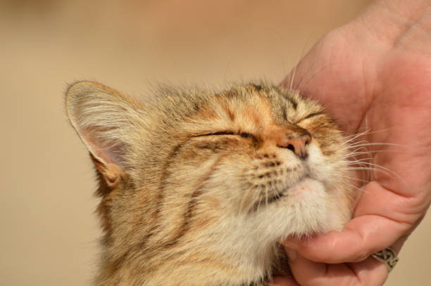 istock macro photography of a hand stroking a tabby cat 1293937322