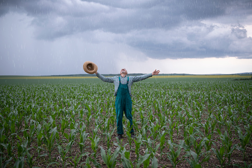 Full length farmer standing in his corn agriculture fields and enjoying on rain.