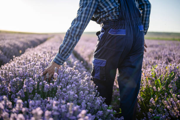 Farmer enjoying on his lavender agriculture fields. Rear view of senior farmer walking in field and enjoyment on his lavender agriculture fields at sunset. sustainable business stock pictures, royalty-free photos & images
