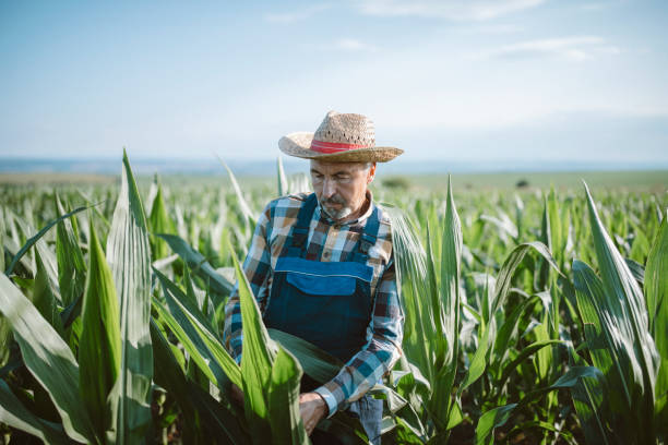istock Farmer in corn agriculture field. 1293937494
