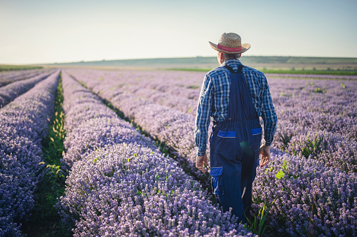 rear view of walking senior in his lavender agriculture fields.