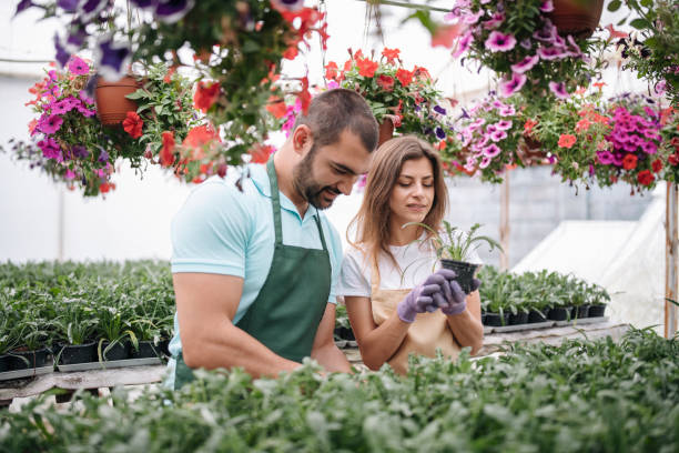 istock Gardeners working in flower greenhouse. 1293937496