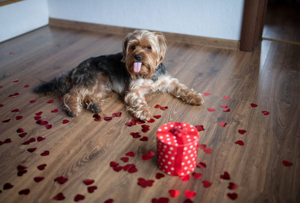 istock Funny dog on valentine day. 1293937507
