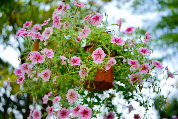Petunia Flower Flat of petunias ready for the garden.
