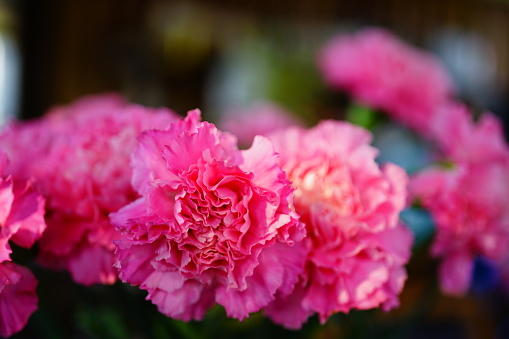 A pair of vibrant pink and white carnations showcasing their ruffled petals and delicate coloration