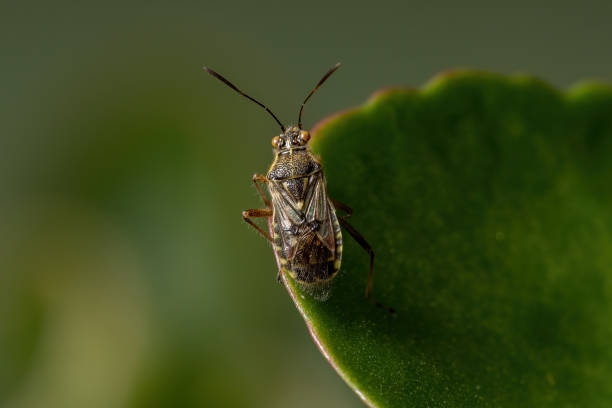 istock Adult Scentless Plant Bug 1293940351