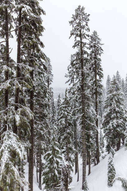 tiro vertical de árvores cobertas de neve em mt hood national forest, oregon - vertical forest national forest woods - fotografias e filmes do acervo