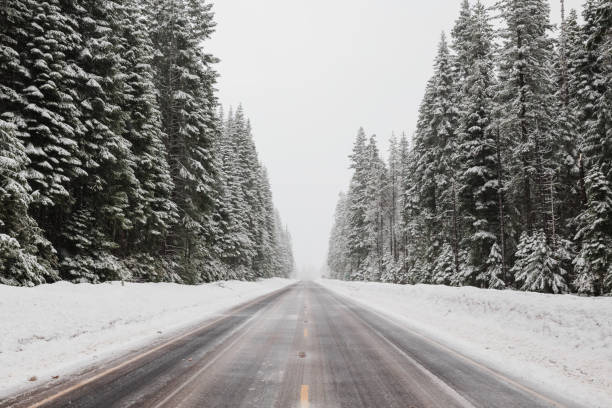 Beautiful shot of the snowy road in the Umpqua National Forest in Oregon
