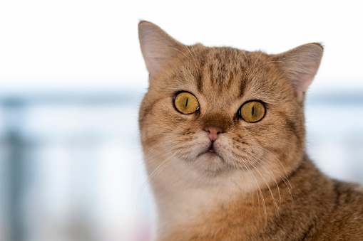 cute golden british shorthair chubby cat is photographed from different angles inside the house