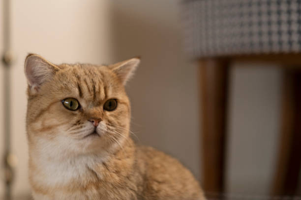 istock Golden shaded British shorthair 1293945391