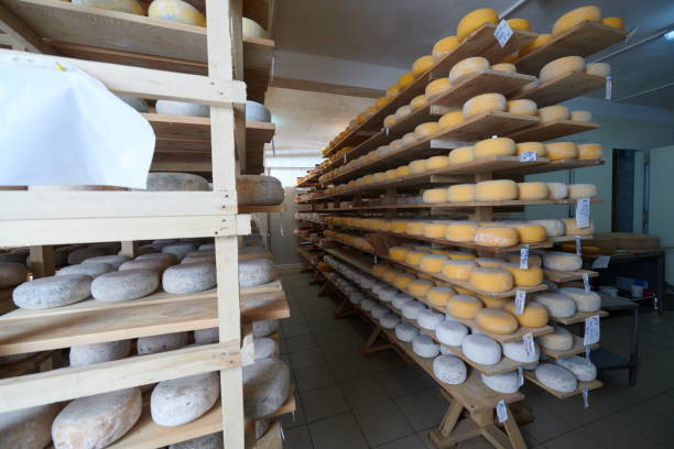 istock Cheese factory production shelves with aging old cheese 1293946725