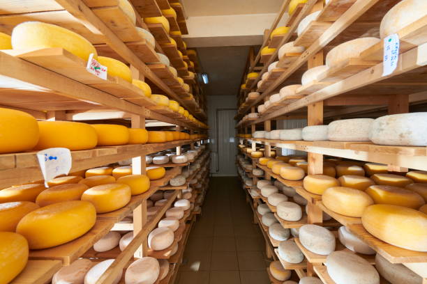 istock Cheese factory production shelves with aging old cheese 1293946734