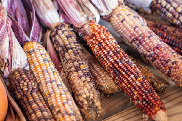 istock Colorful Indian corn dried on the cob 1293947352